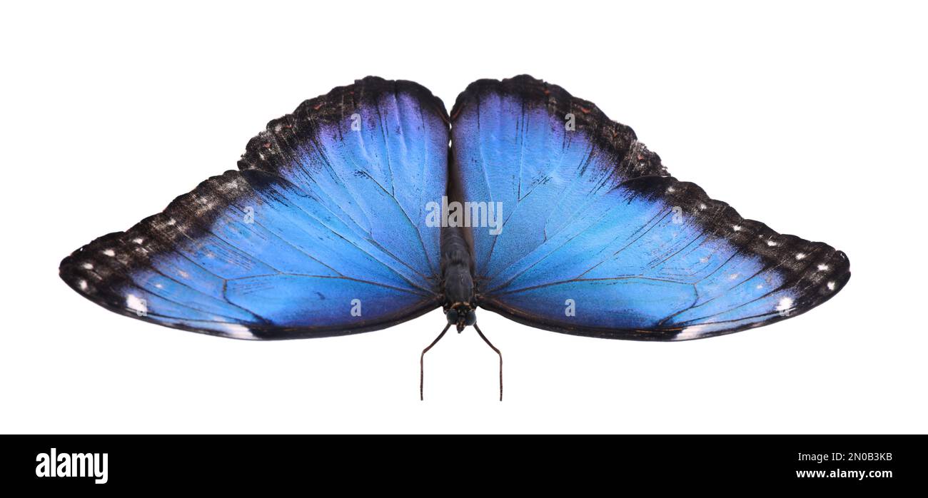 Beautiful common morpho butterfly isolated on white Stock Photo - Alamy