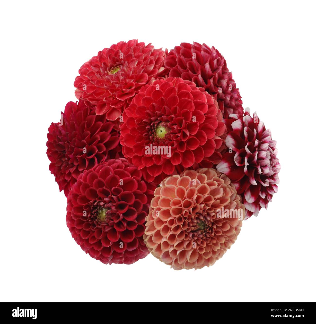 Beautiful blooming dahlia flowers on white background Stock Photo - Alamy