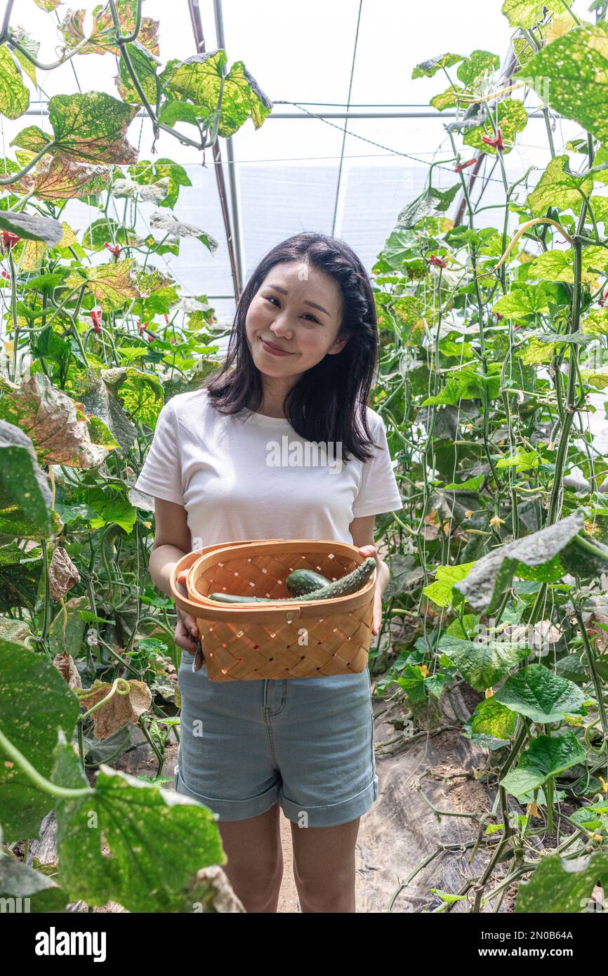 Happy young woman picking tomatoes in vegetable greenhouses Stock Photo ...