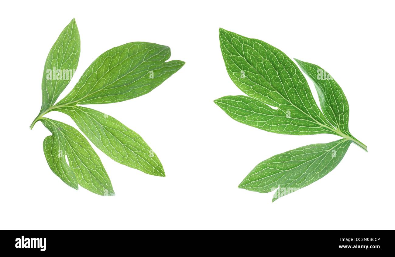 Fresh green peony leaves on white background Stock Photo - Alamy