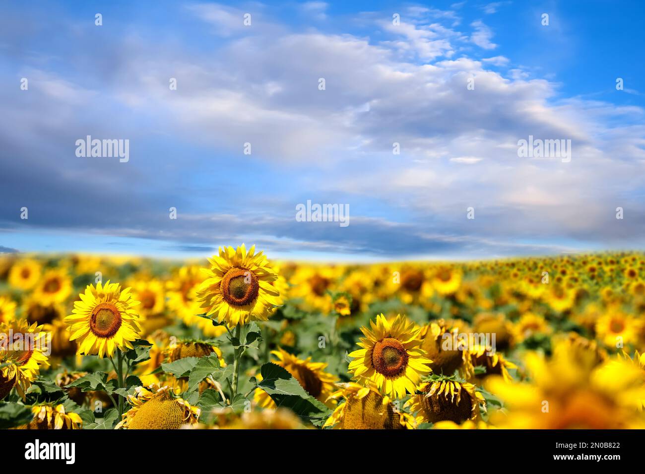 Beautiful sunflower field under blue sky with clouds Stock Photo - Alamy