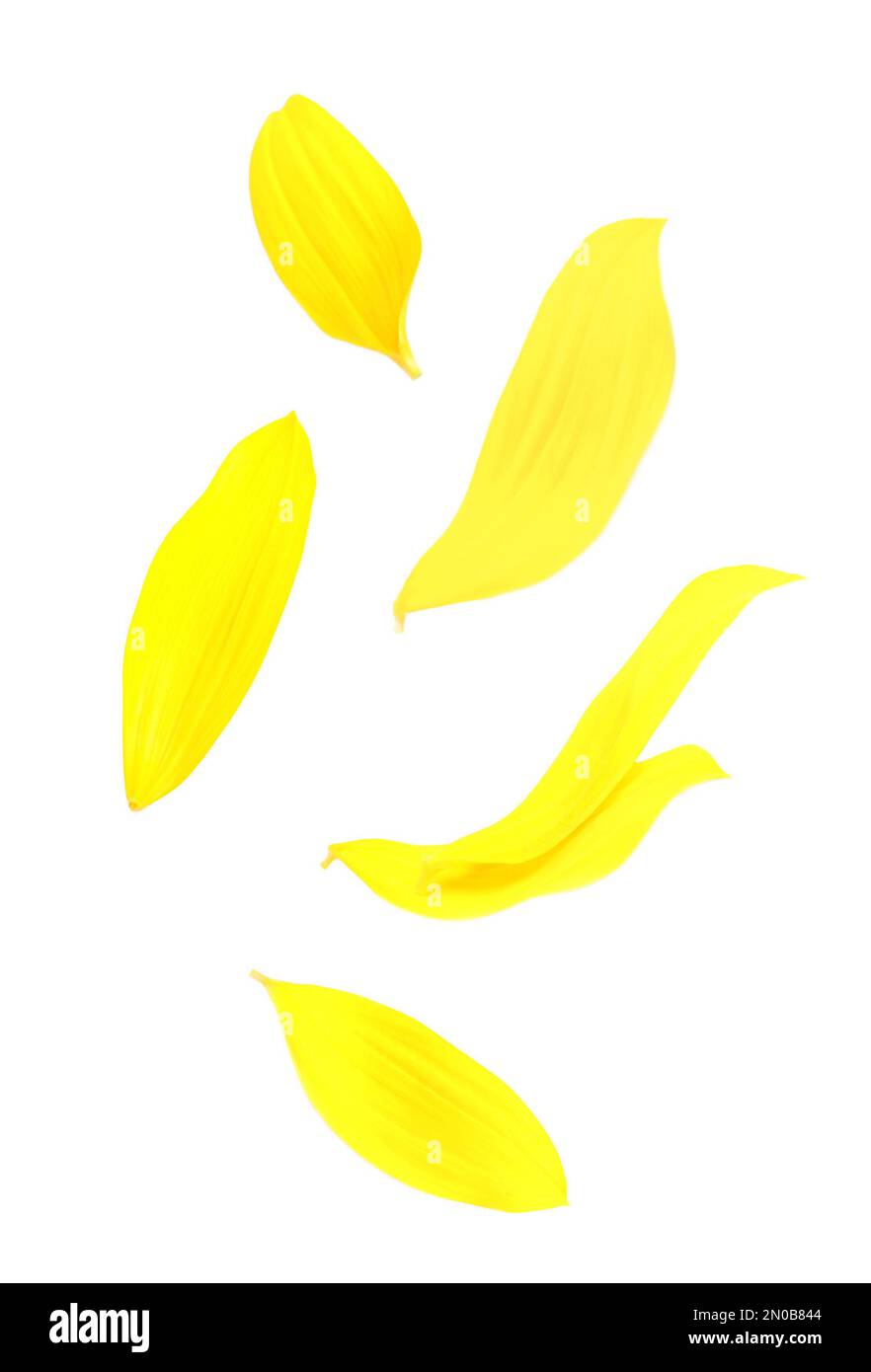 Bright yellow sunflower petals falling on white background Stock Photo