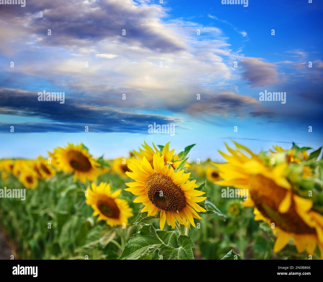 Beautiful sunflower field under blue sky with clouds Stock Photo - Alamy