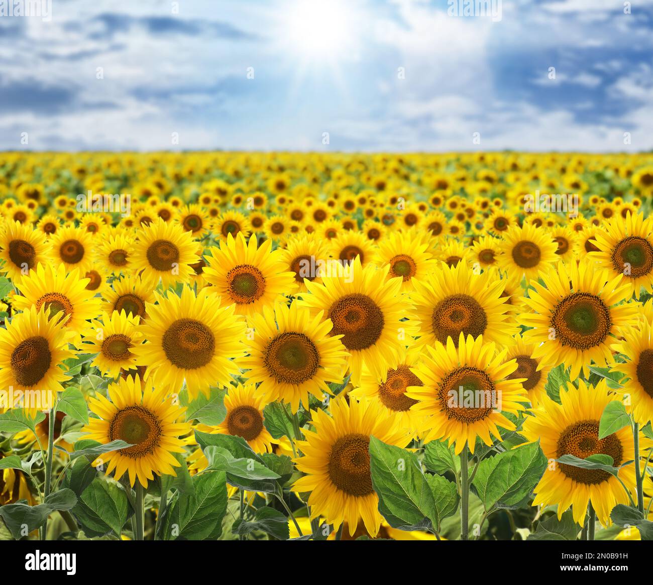 Beautiful sunflower field under blue sky with clouds on sunny day Stock ...