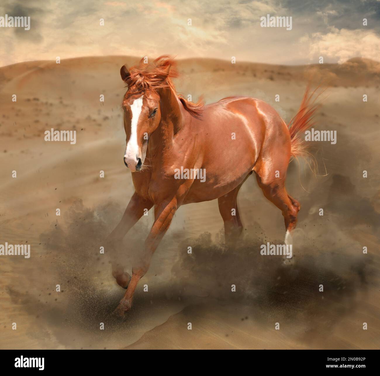 Beautiful horse kicking up dust while running through desert Stock Photo