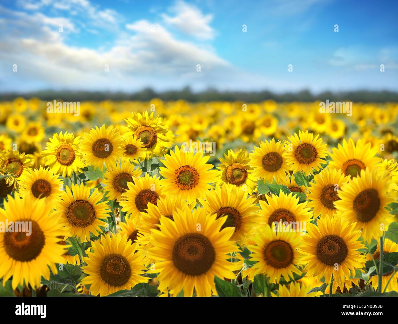 Beautiful sunflower field under blue sky with clouds Stock Photo - Alamy