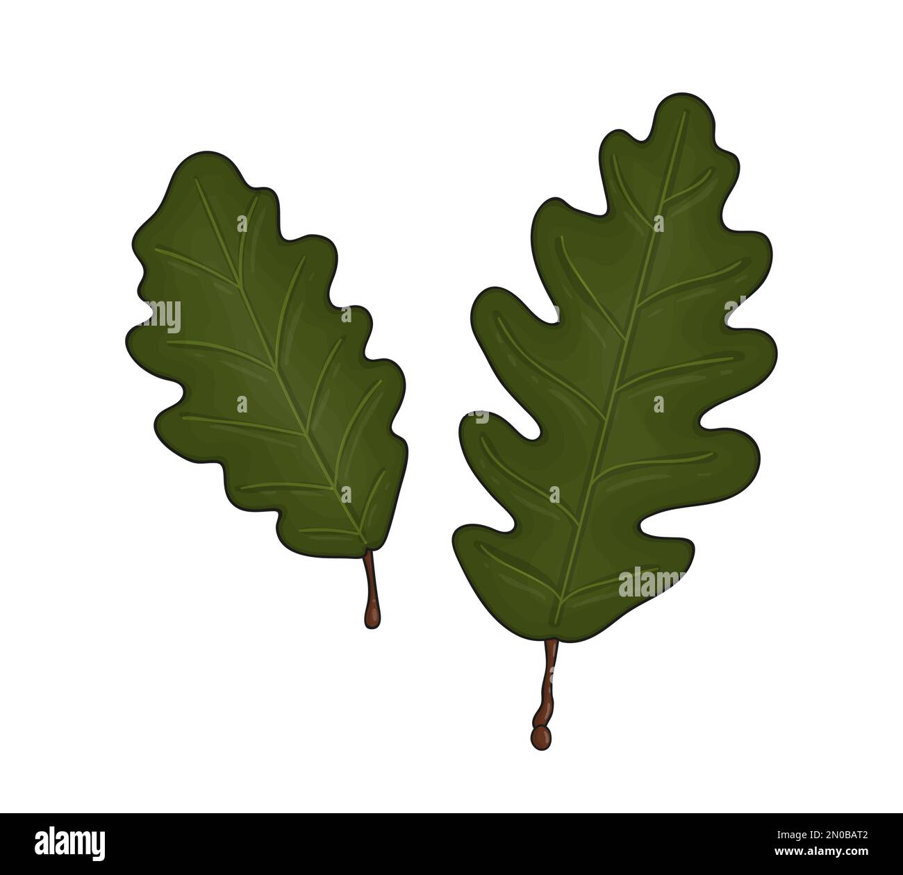 Vector colored green oak leaf icon isolated on white background. Tree ...