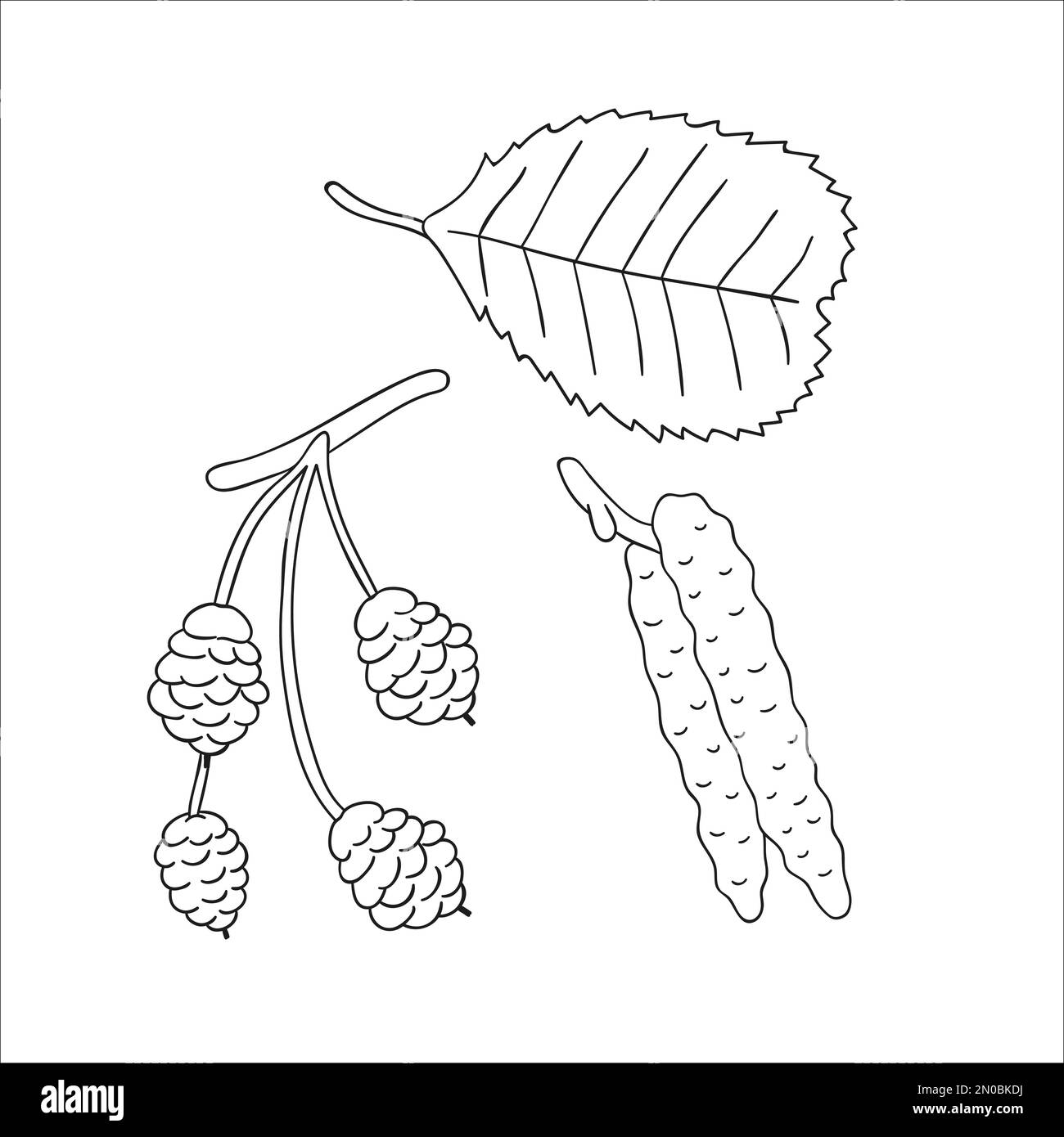 Alder Stock Vector Images Alamy