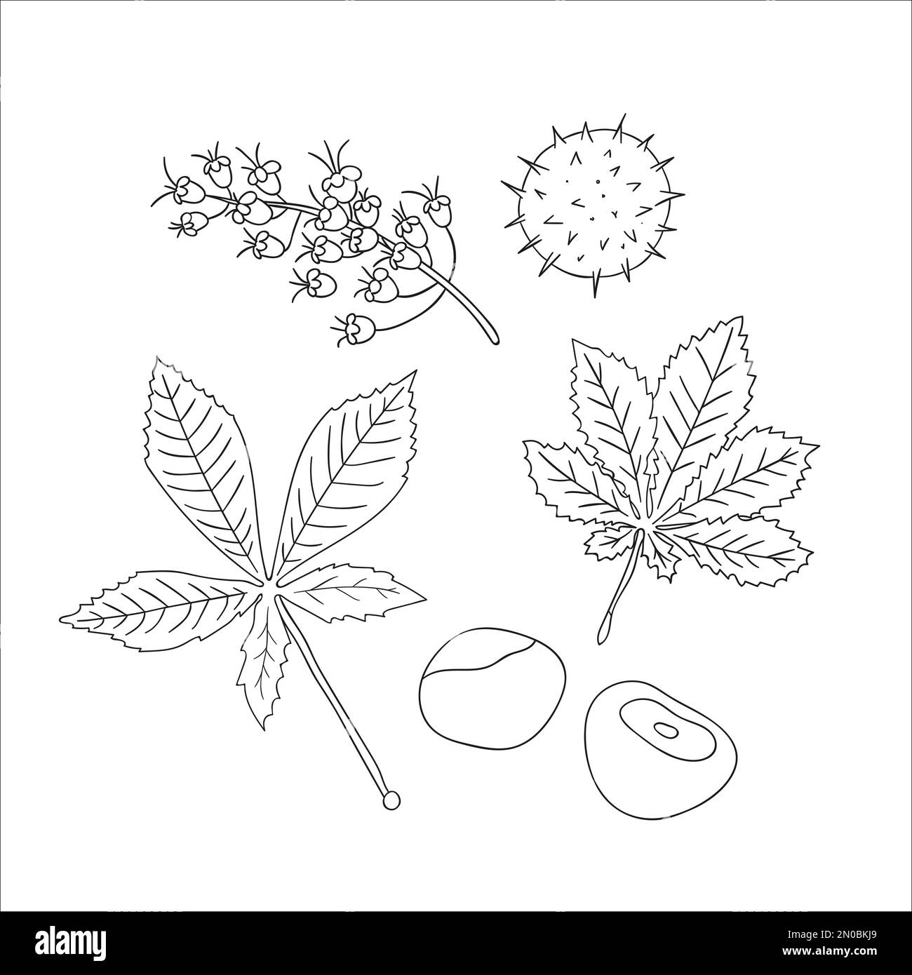 Vector set of line chestnut tree elements isolated on white background