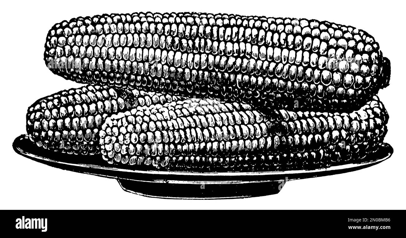 Antique 19thcentury illustration of three corns on the cobs (isolated