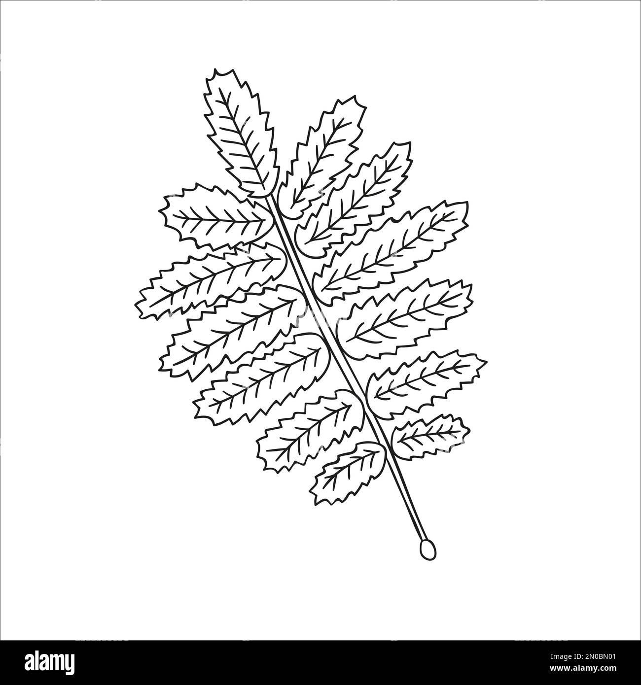 Vector line rowan leaf icon isolated on white background. Tree greenery botanical illustration. Cartoon style Stock Vector