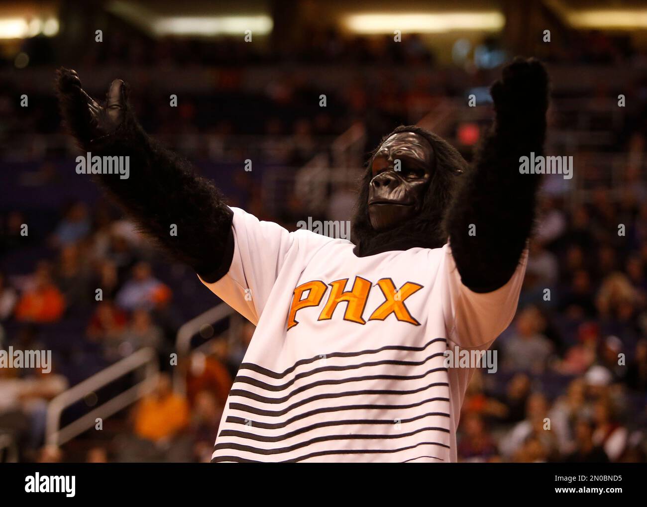 The Phoenix Suns mascot The Gorilla performs in the second half during an  NBA basketball game against the Memphis Grizzlies, Sunday, Nov. 4, 2018, in  Phoenix. The Suns defeated the Grizzlies 102-1 …