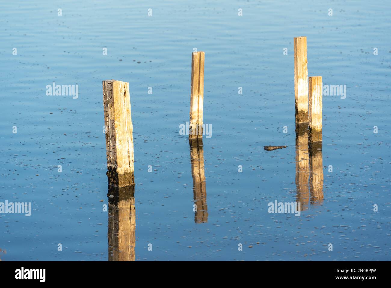 The wooden posts in the water of shoreline lake in California Stock
