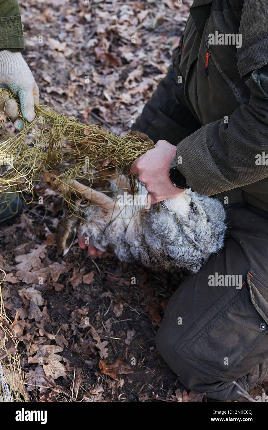 Unleashing the animal from the trap nets. Wild hare caught in a trap net.  Hare trapping for relocation. Resettlement of hunting resources Stock Photo  - Alamy