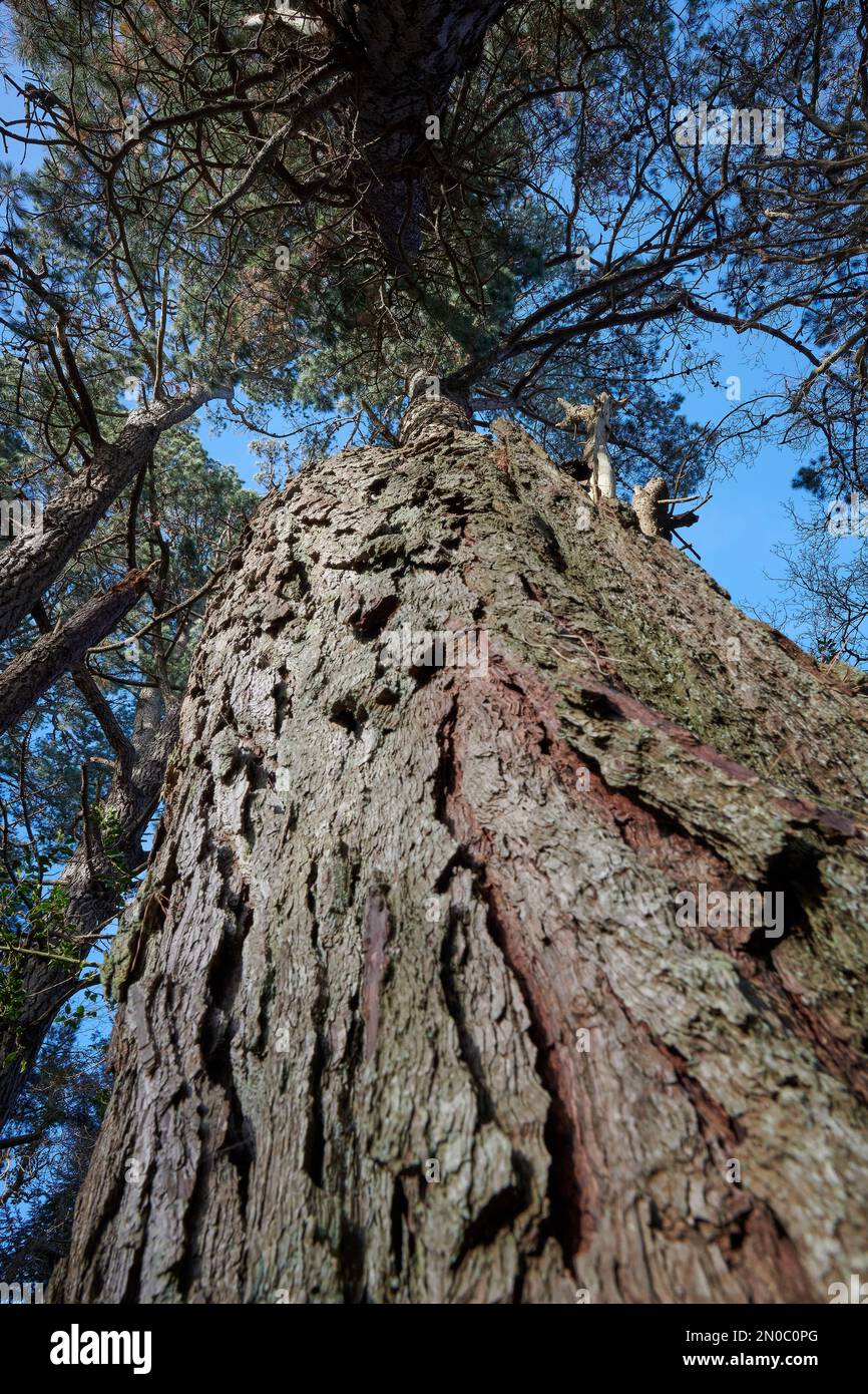 British Trees in Woodland Stock Photo