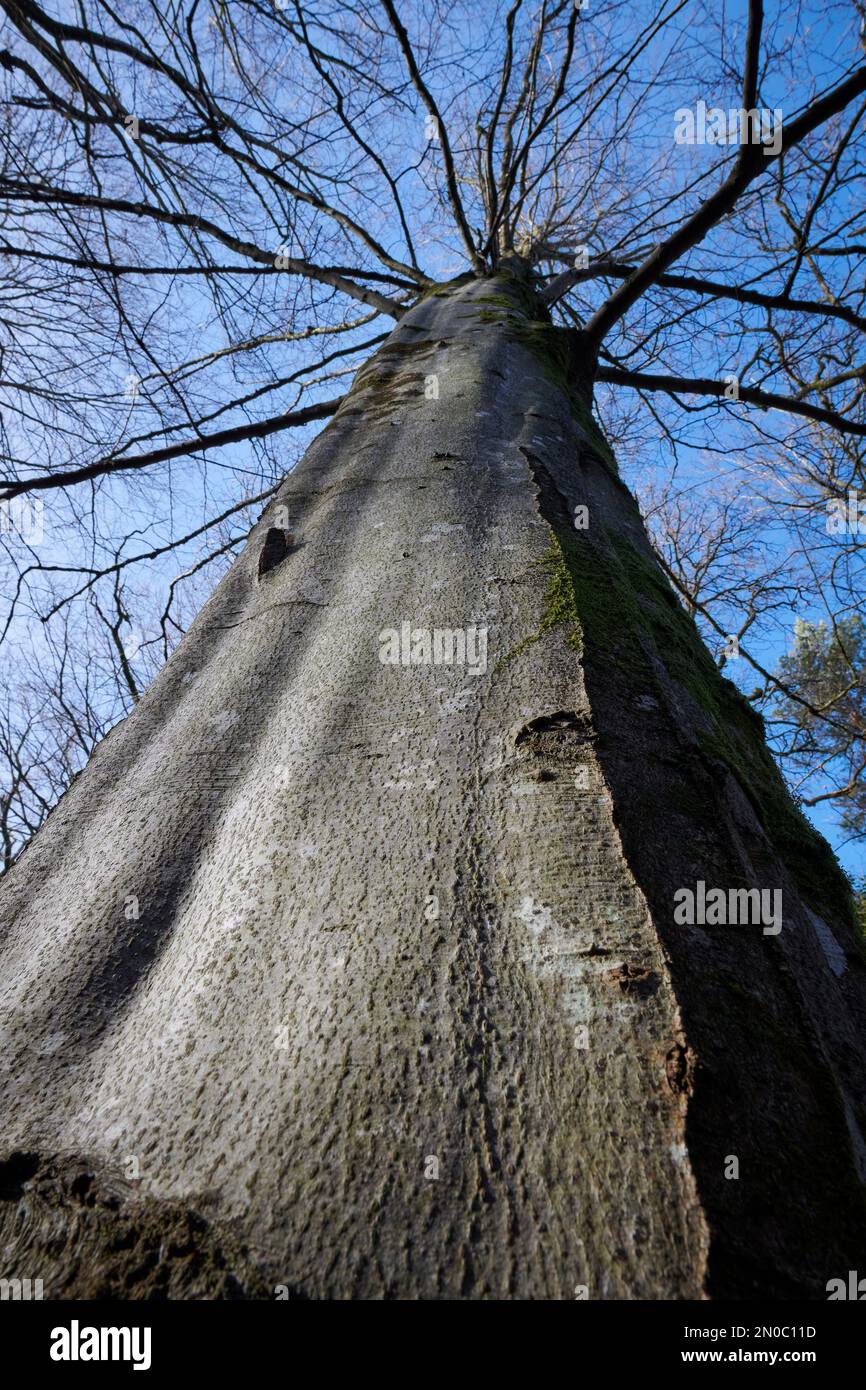 British Trees in Woodland Stock Photo