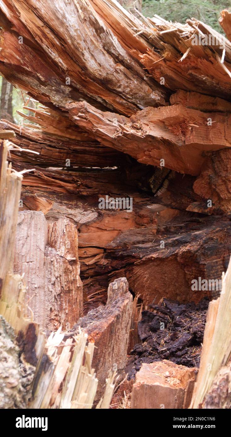 Fallen tree trunk, cracked and splintered Stock Photo - Alamy