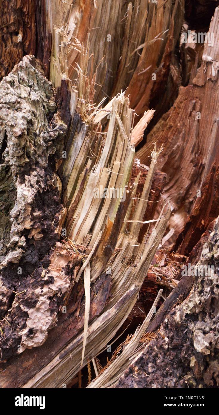 Fallen tree trunk, cracked and splintered Stock Photo