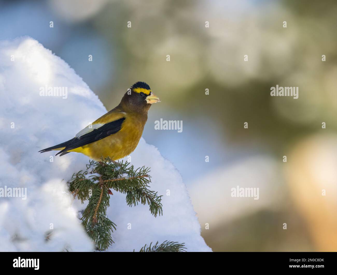 Male evening grosbeak in northern Wisconsin. Stock Photo