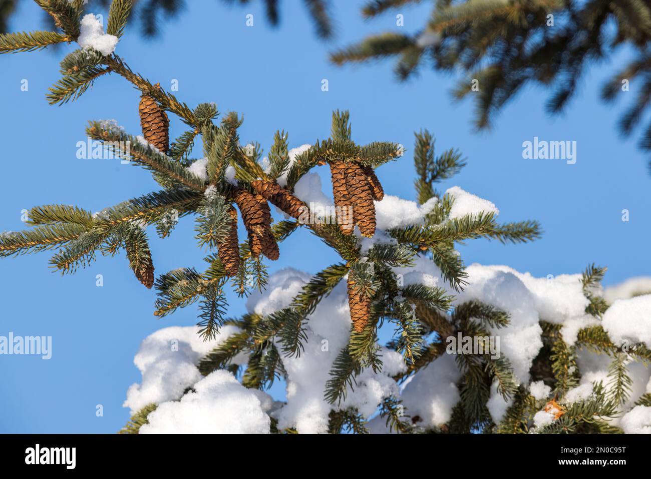 White spruce tree in northern Wisconsin. Stock Photo