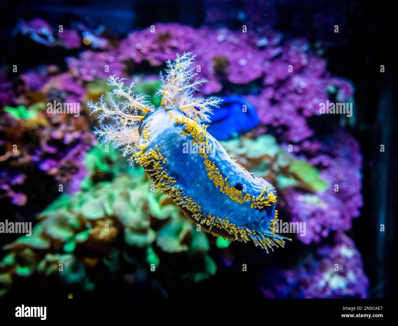 Sea apple (Pseudocolochirus violaceus) eating from the fish tank glass with blurred background Stock Photo