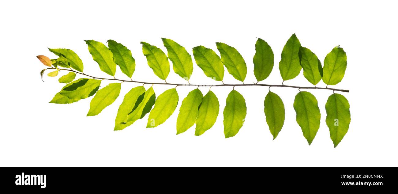 leaf vine isolates on a white background Stock Photo
