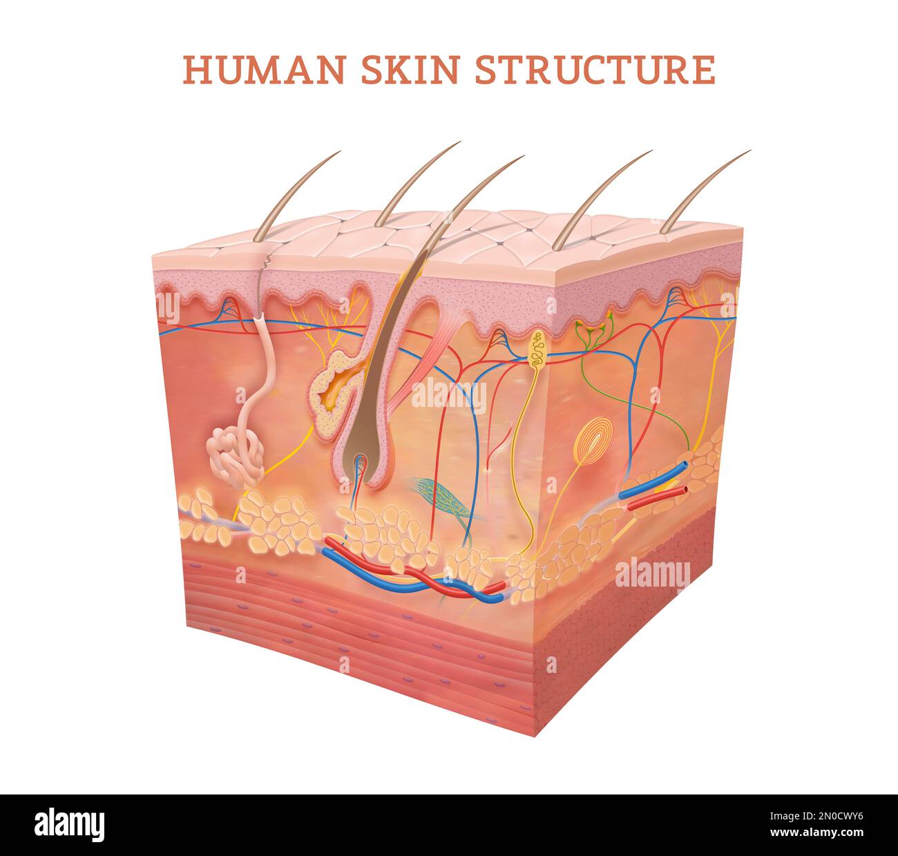 Anatomy and Physiology of the Skin Stock Photo