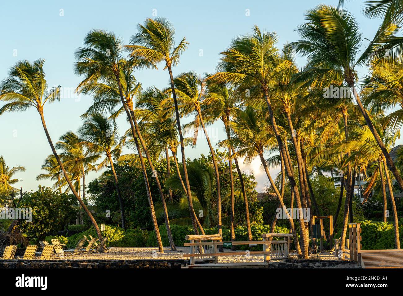 Tall trees blowing in the wind hi-res stock photography and images - Alamy