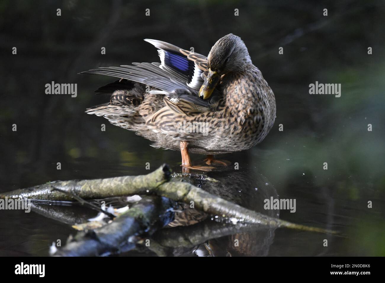 CloseUp Image of a Female Mallard Duck (Anas platyrhynchos) Standing