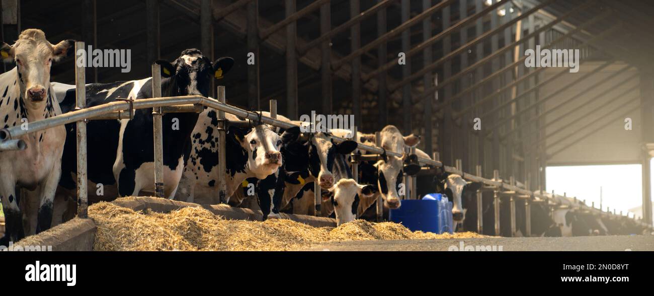 Cows on a dairy farm Stock Photo - Alamy