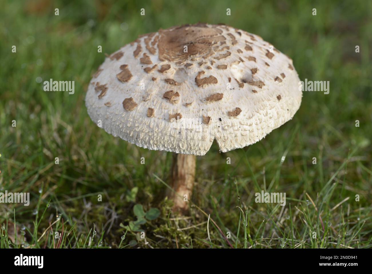 Close-Up Image of a Dapperling Parasol Mushroom on Green Grass in Natural Light, Taken in Wales, UK in October Stock Photo