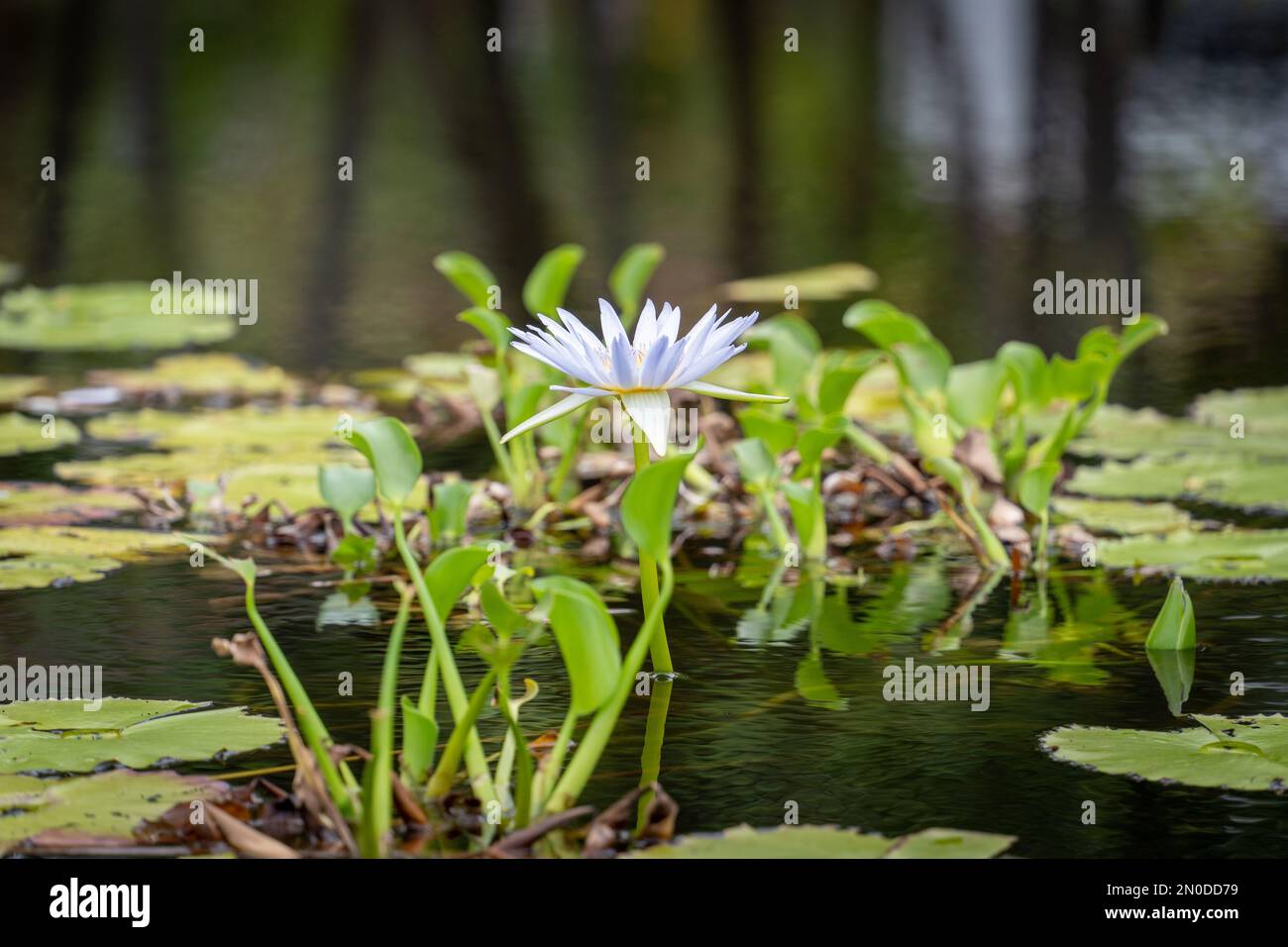 A beautiful white water lily growing among lotus leaves on a pond Stock Photo