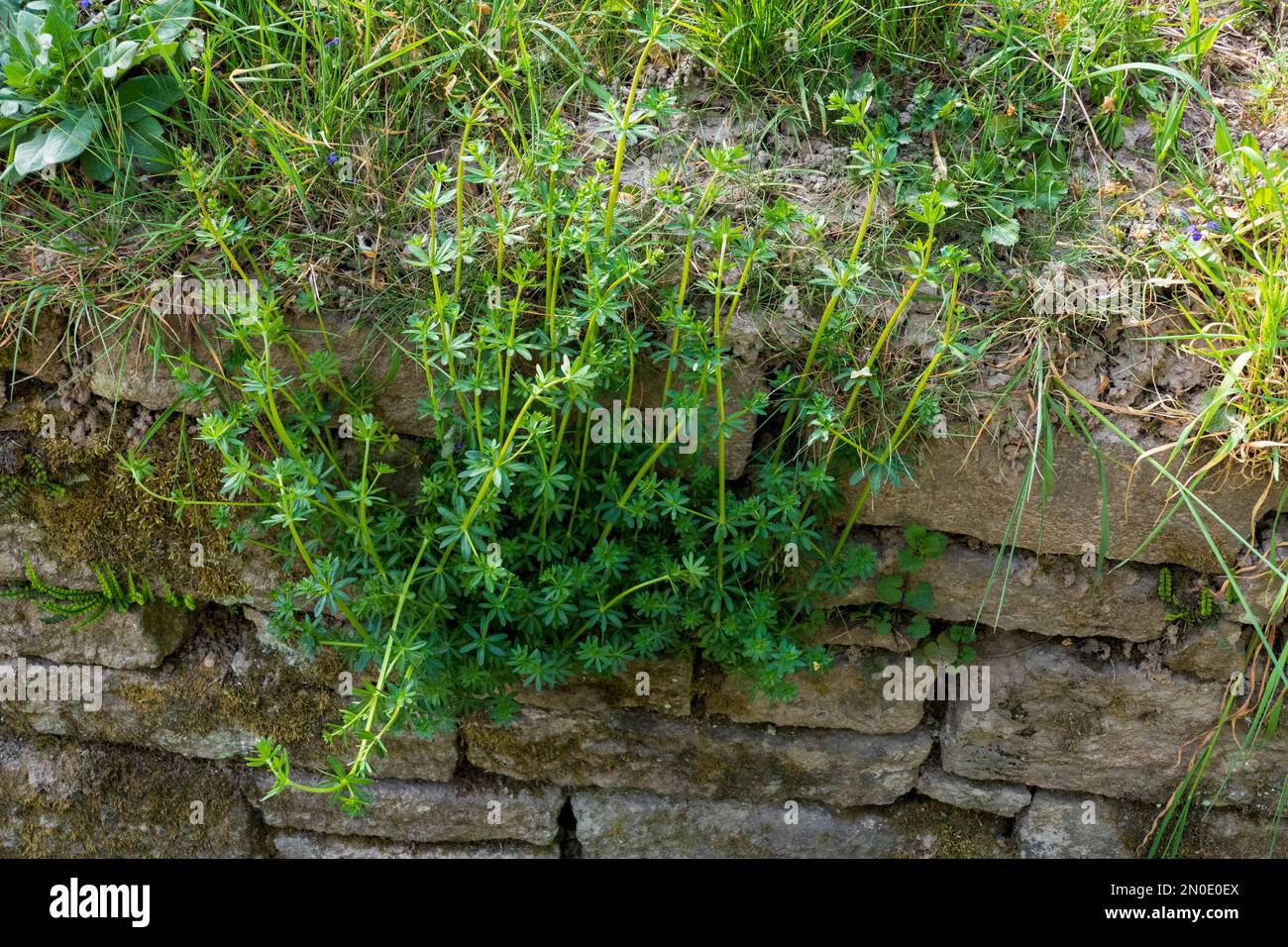 Waldmeister Pflanze wächst an einer Mauer am Waldrand Stock Photo