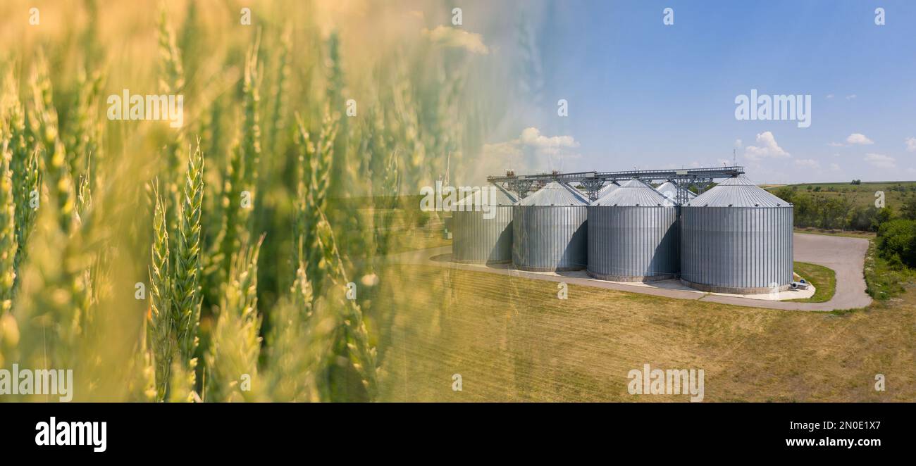 Collage of field and agricultural silos, grain elevator for storage and drying of cereals Stock Photo