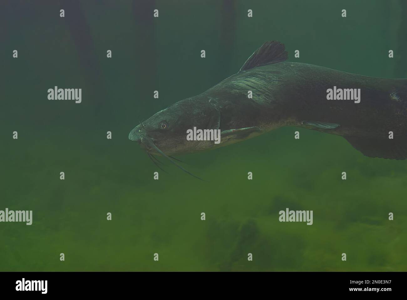 A mature channel catfish Ictalurus punctatus showing how aged it as it