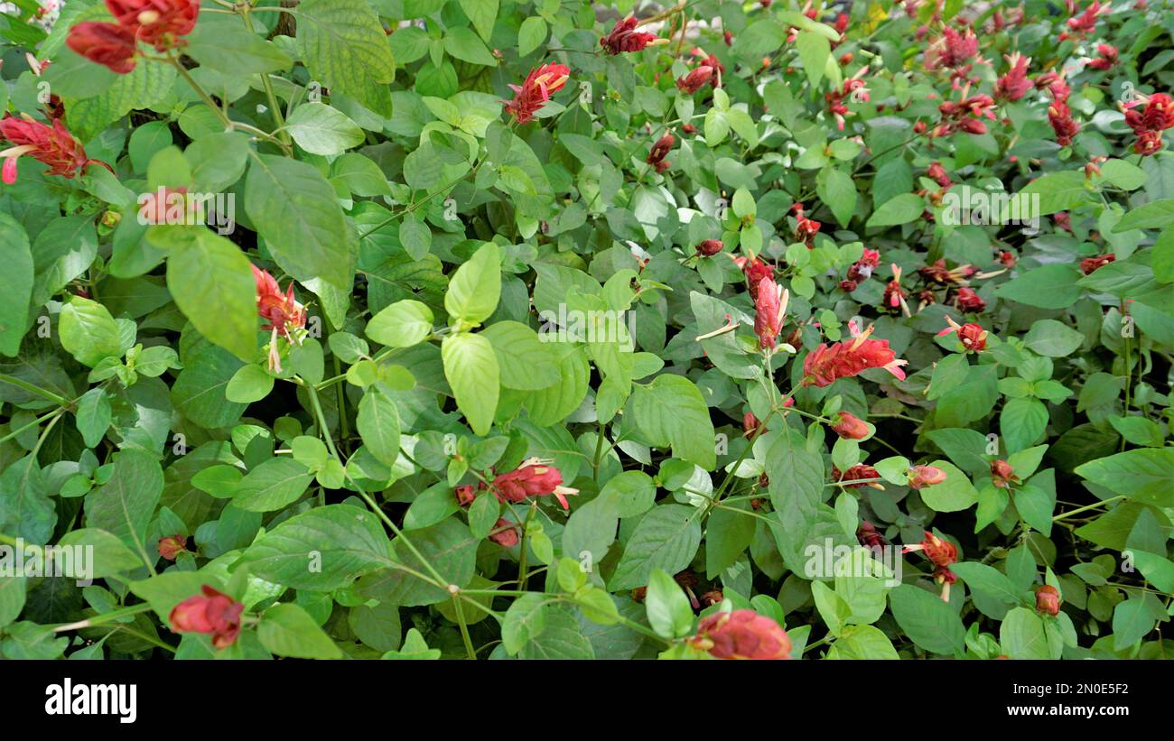 Background landscape image of beautiful flowers of Justicia brandegeeana known as Shrimpplant, False hop, Honolulu salvia, Mexican Plume etc Stock Photo