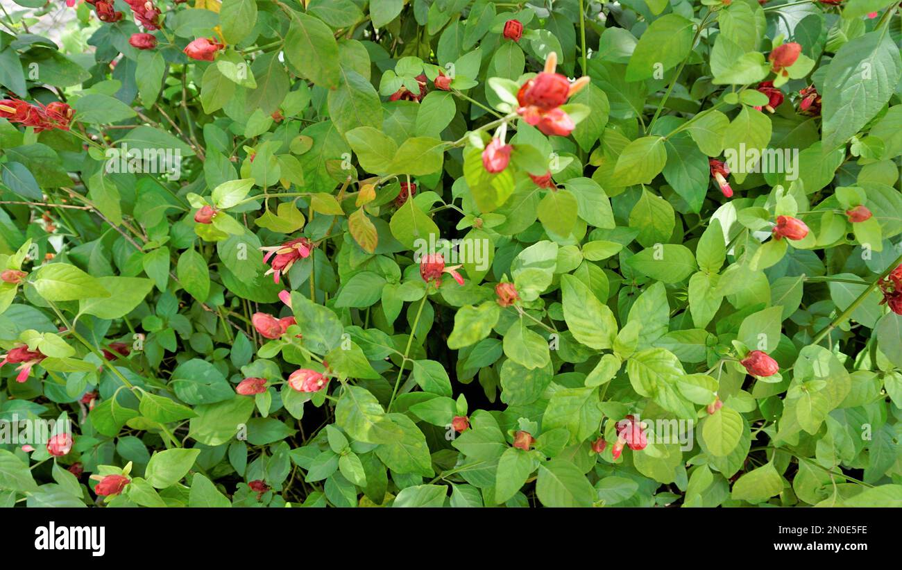 Background landscape image of beautiful flowers of Justicia brandegeeana known as Shrimpplant, False hop, Honolulu salvia, Mexican Plume etc Stock Photo