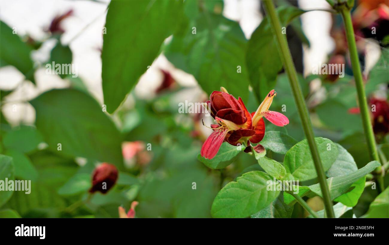 Closeup of beautiful flowers of Justicia brandegeeana known as Shrimpplant, False hop, Honolulu salvia, Mexican Plume etc Stock Photo