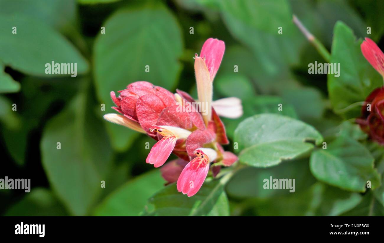 Closeup of beautiful flowers of Justicia brandegeeana known as Shrimpplant, False hop, Honolulu salvia, Mexican Plume etc Stock Photo