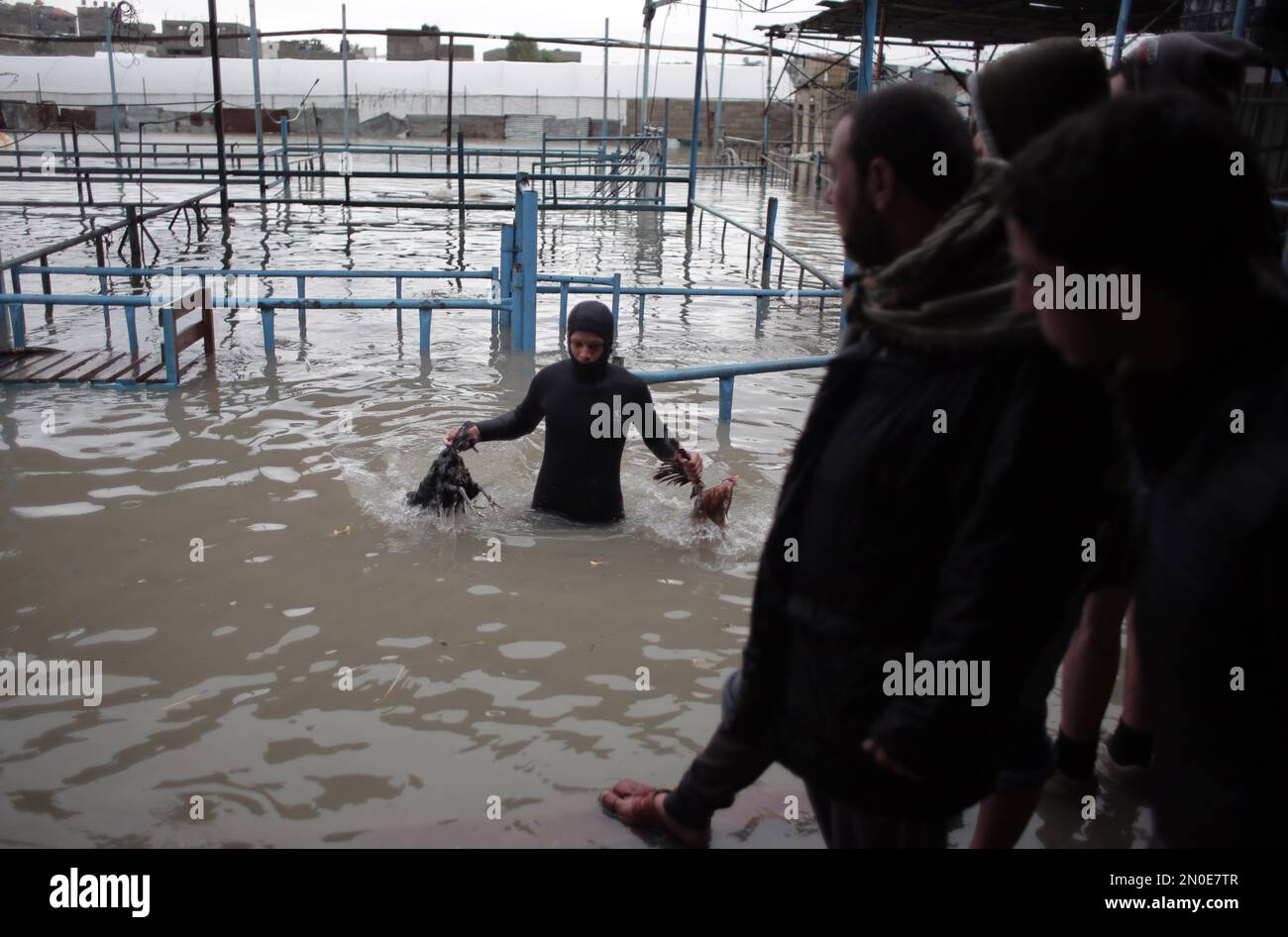 Palestinian workers wade through water to try and salvage chickens from