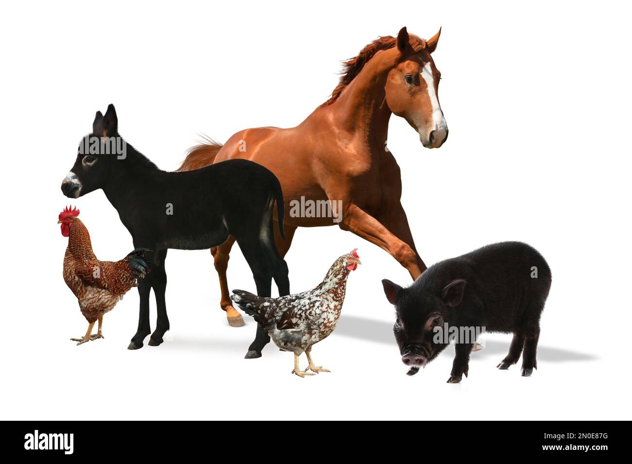 Collage with horse and other pets on white background Stock Photo