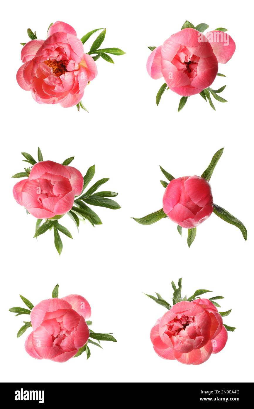 Set of beautiful coral peony flowers on white background Stock Photo ...