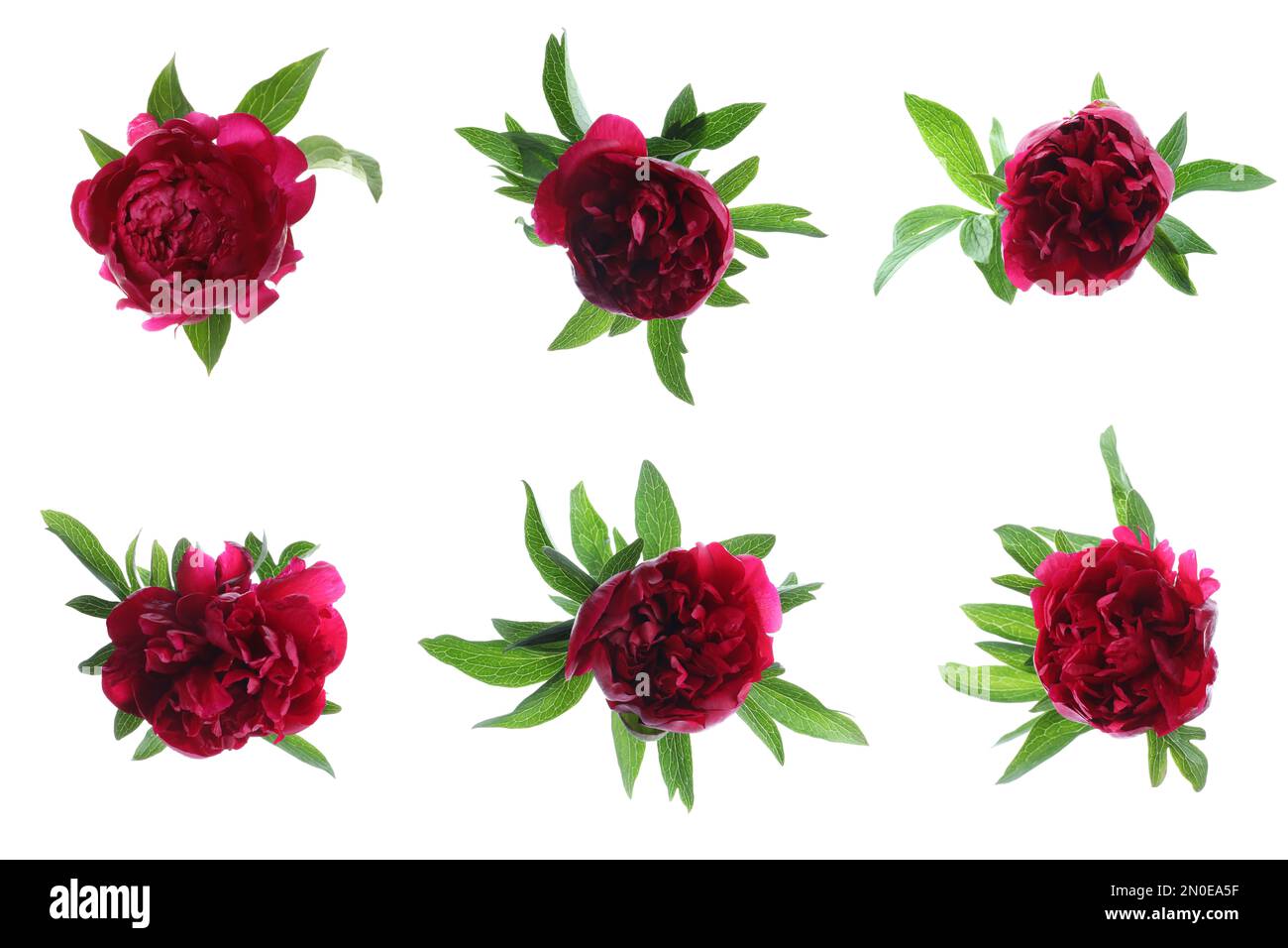 Set of beautiful peony flowers on white background Stock Photo - Alamy