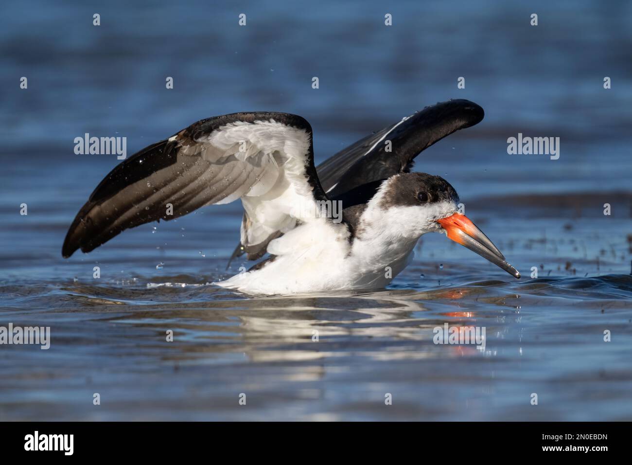 A black skimmer flaps its wings while having a morning bath along the Dunedin Causeway near Honeymoon Island State Park in Florida. Stock Photo