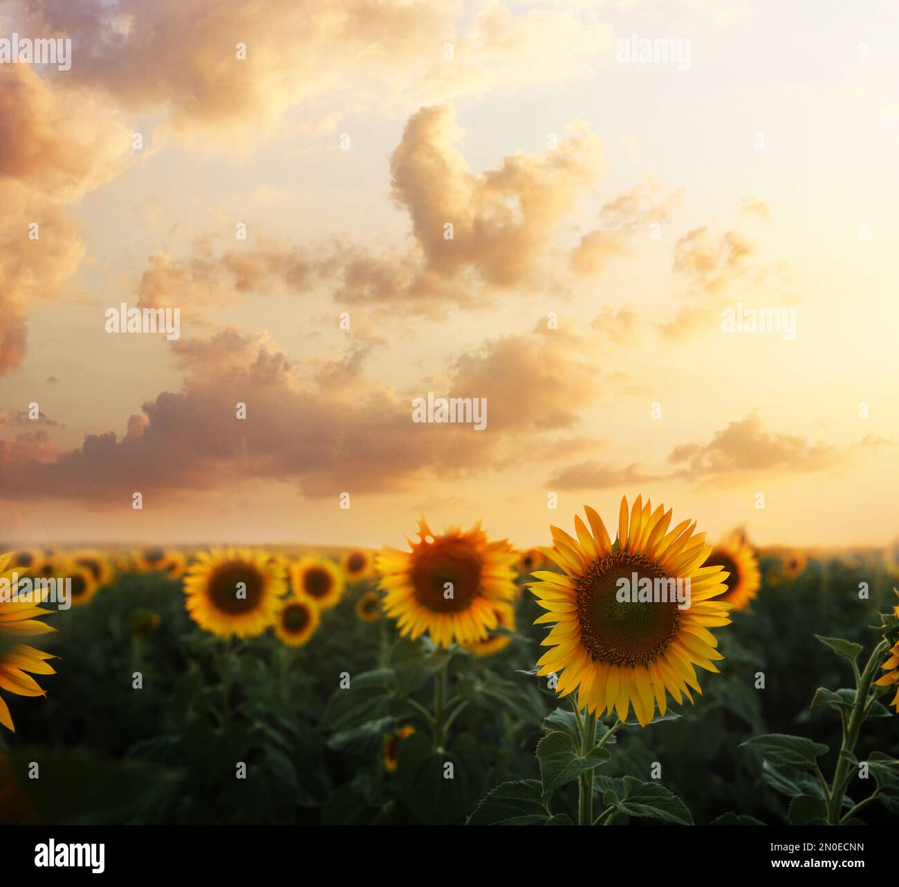 Beautiful sunflower field under picturesque sky with clouds at sunset ...