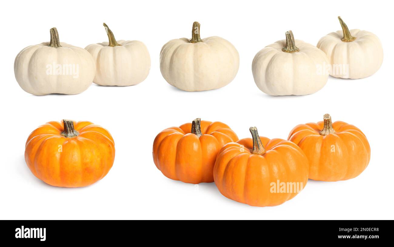 Set of different fresh pumpkins on white background Stock Photo - Alamy