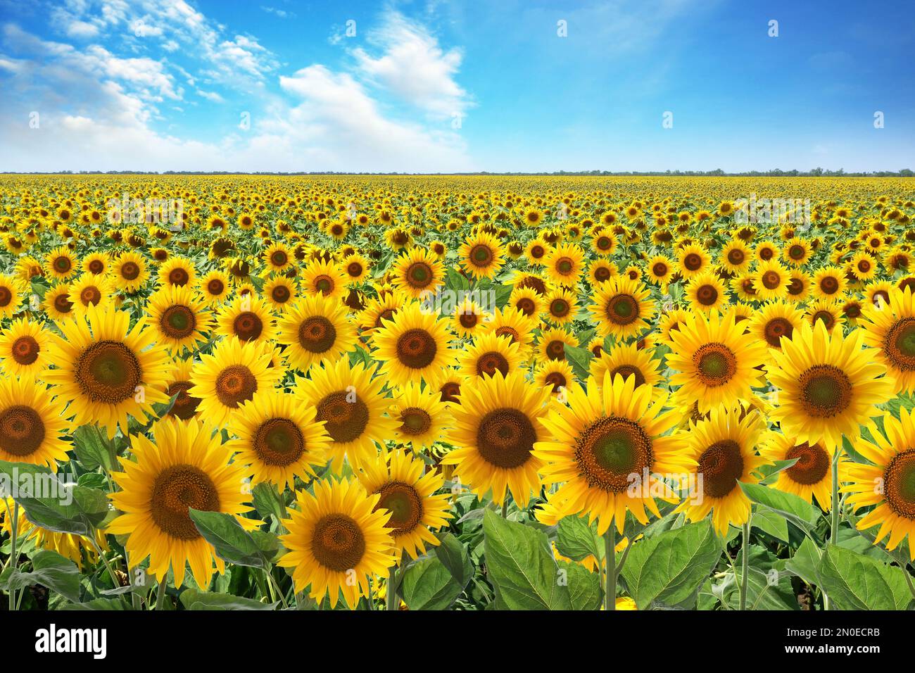 Beautiful sunflower field under blue sky with clouds Stock Photo - Alamy