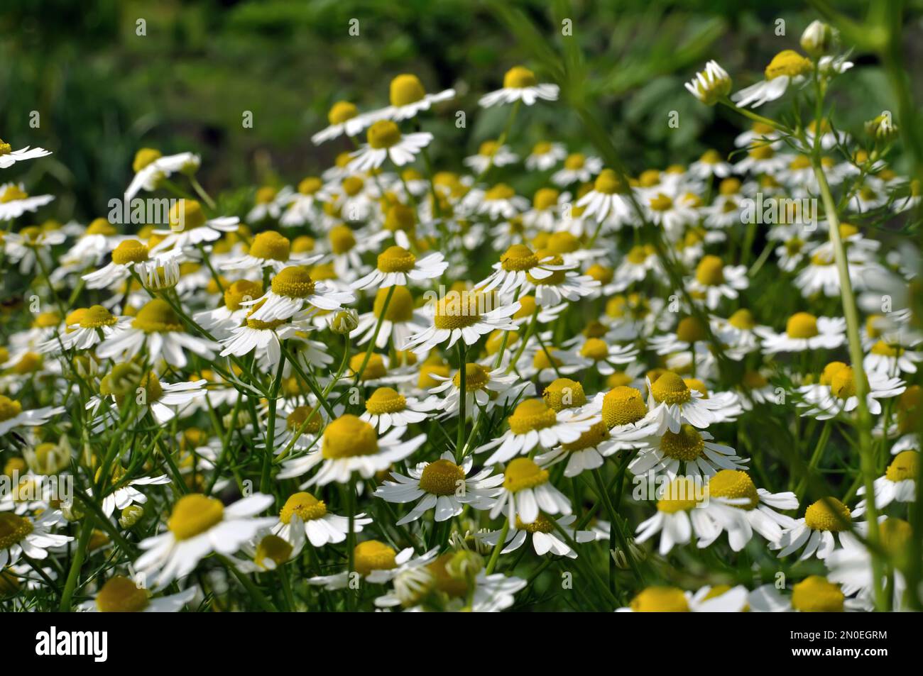 field of blooming camomile (Matricaria chamomilla) - homeopathic flowers Stock Photo