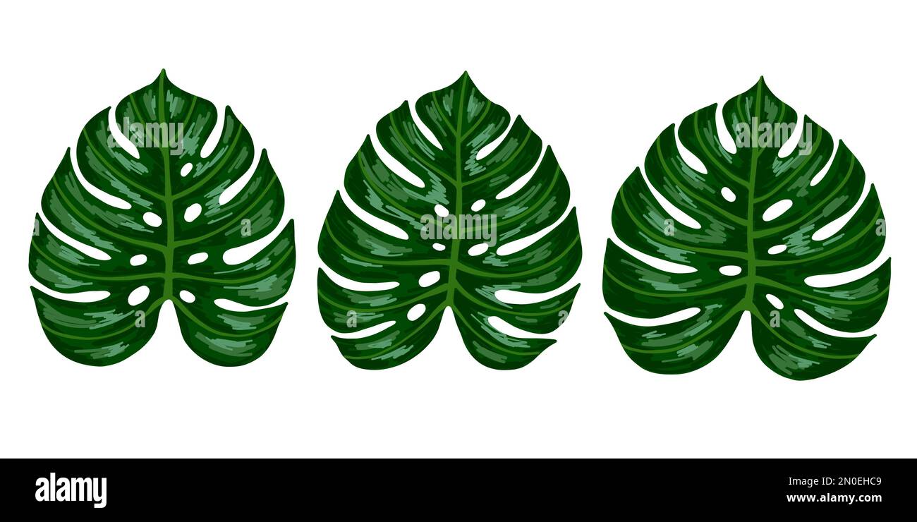 Tropical jungle palm monstera leaf set. Vector hand drawn illustration ...