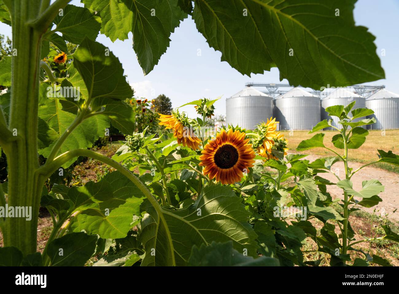 Sunflower on a background of agricultural silos, grain elevator for storage and drying of cereals. Stock Photo